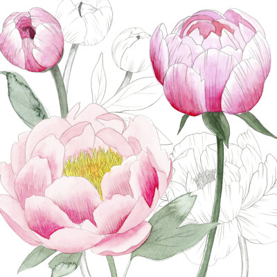 May Pivoines II
