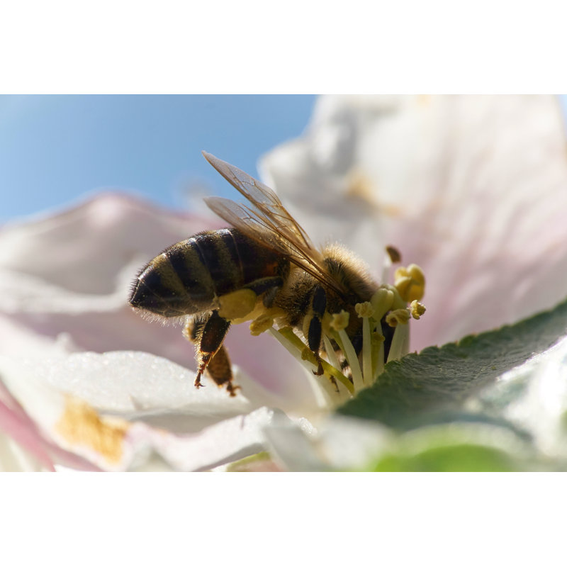 Honey Bee Collecting Pollen by Markus Schnessl - Wrapped Canvas Print, 30cm H x 46cm W