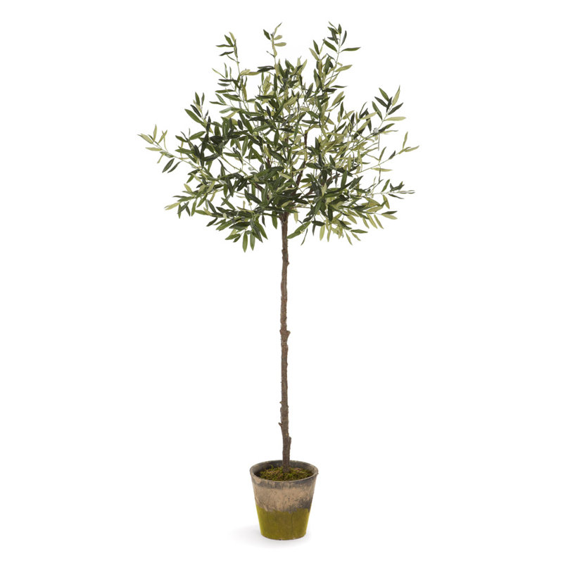 Olive en pot Elijah 60 po