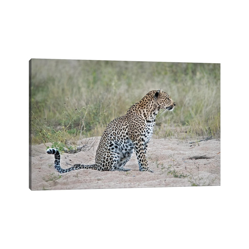 Leopard 1 Piece Wrapped Canvas Wall Art, 30.48 cm H x 45.72 cm W