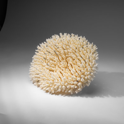 Genuine White Table Coral (3 Lbs)