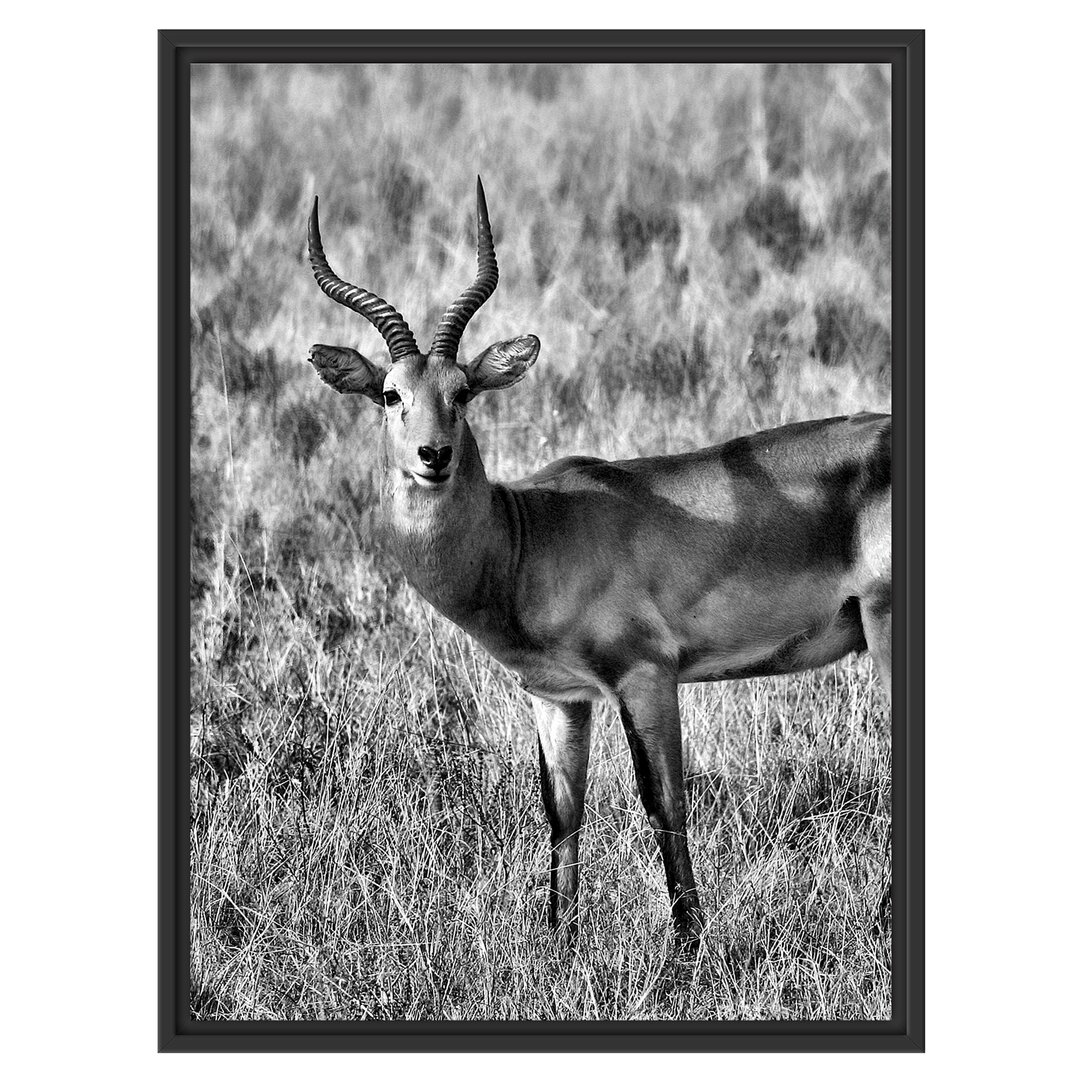 Gerahmtes Wandbild Dorkasgazelletrockenen Gras