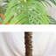 Angelicia 20cm Plant