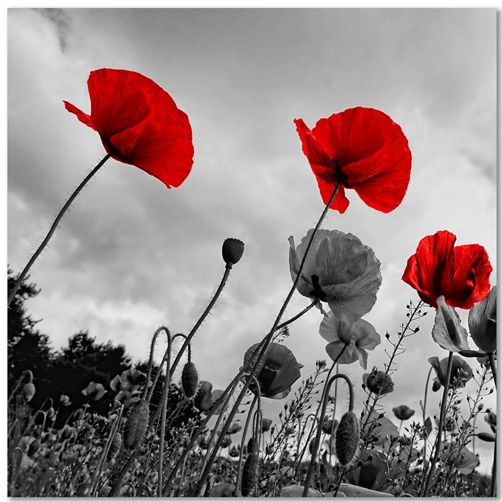 Leinwandbild Rote Mohnblumen auf der Wiese