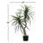 Maryellen Green Bush Tree in Pot