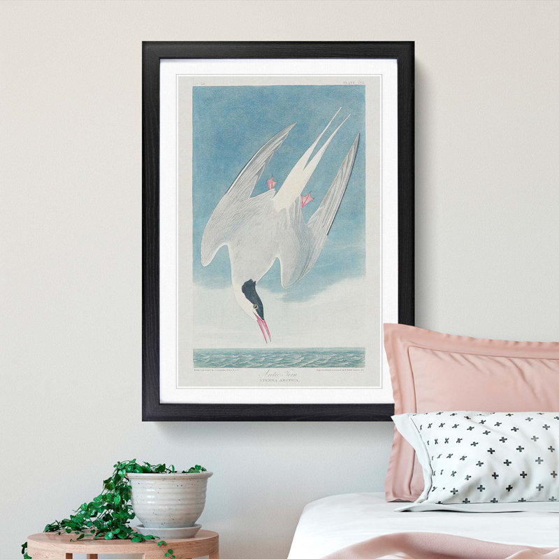 Arctic Tern by John Audubon - 1 Piece Single Picture Frame Painting, 45cm H x 33cm W x 2cm D, Black Framed