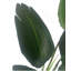 Faux Plant in Pot Liner-101685132