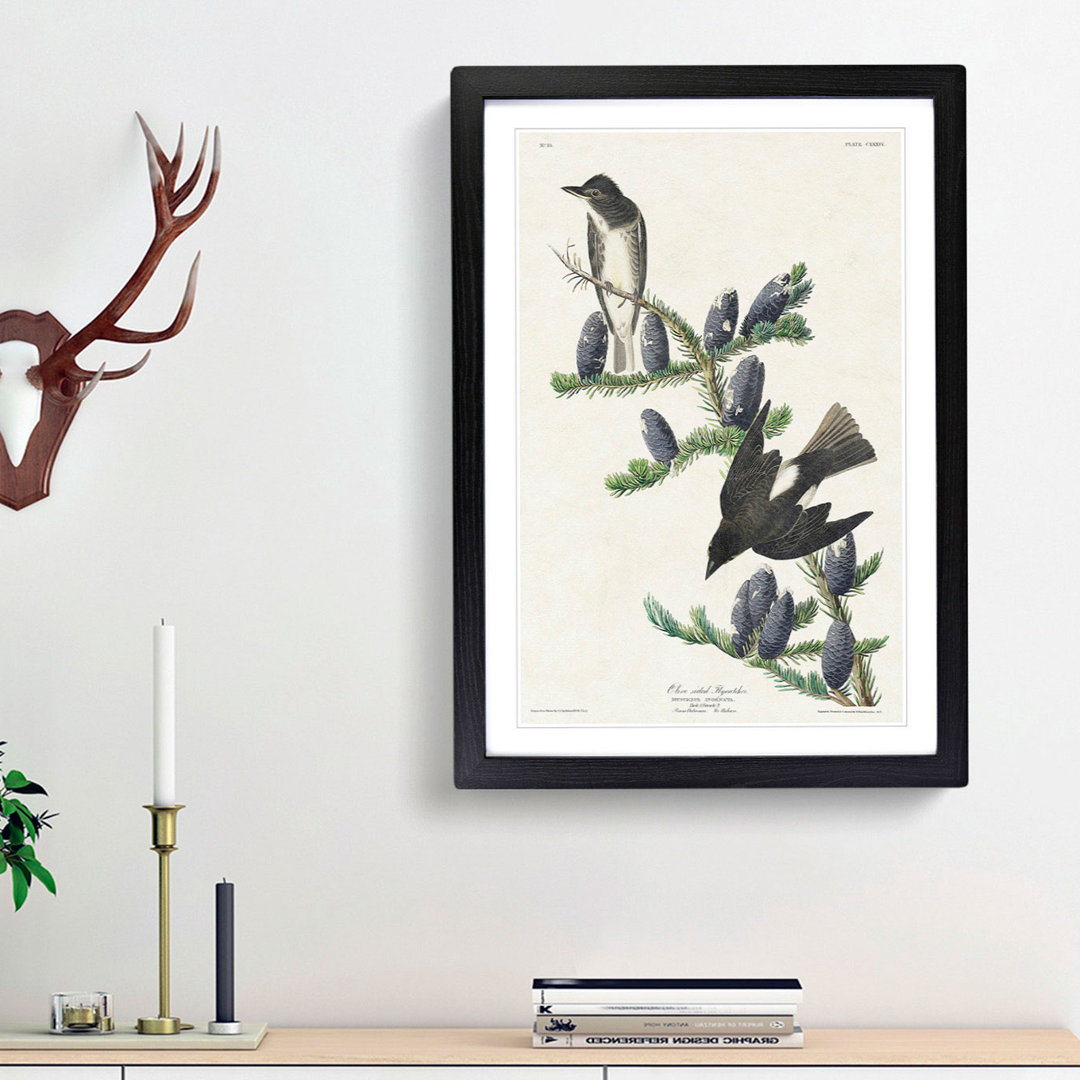 Olive-Sided Fly Catcher Bird by John Audubon - Picture Frame Painting Print