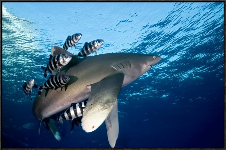 " Oceanic White-Tip Shark Close To The Surface ", 24" H x 36" W, Black Framed
