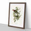 Superb Fruit Pigeons by Elizabeth Gould - Picture Frame Art Prints-55617034-55617036