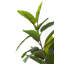 130cm Faux Magnolia Tree in Fibrestone Pot