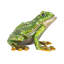 Boîte à bijoux bijou grenouille