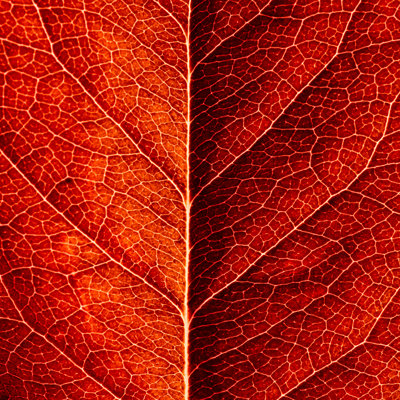 Red Leaf by Mdurinik - Wrapped Canvas Print