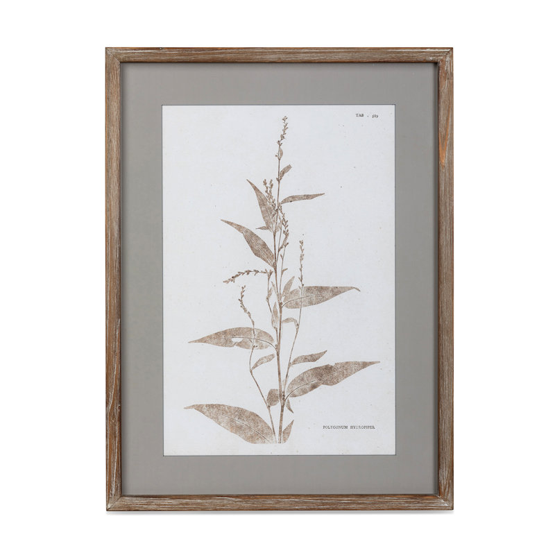 Framed Botanical Print