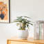 TYHPOT Ceramic Pot Planter-1035786450