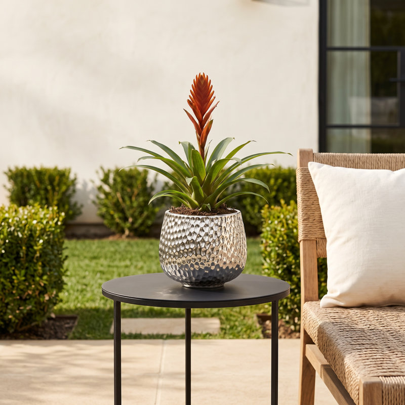 Abderdeen Supernova Pot, 4.5" H x 5" W x 5" D