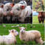 Clôture de bovin Farm Farmence-123115974