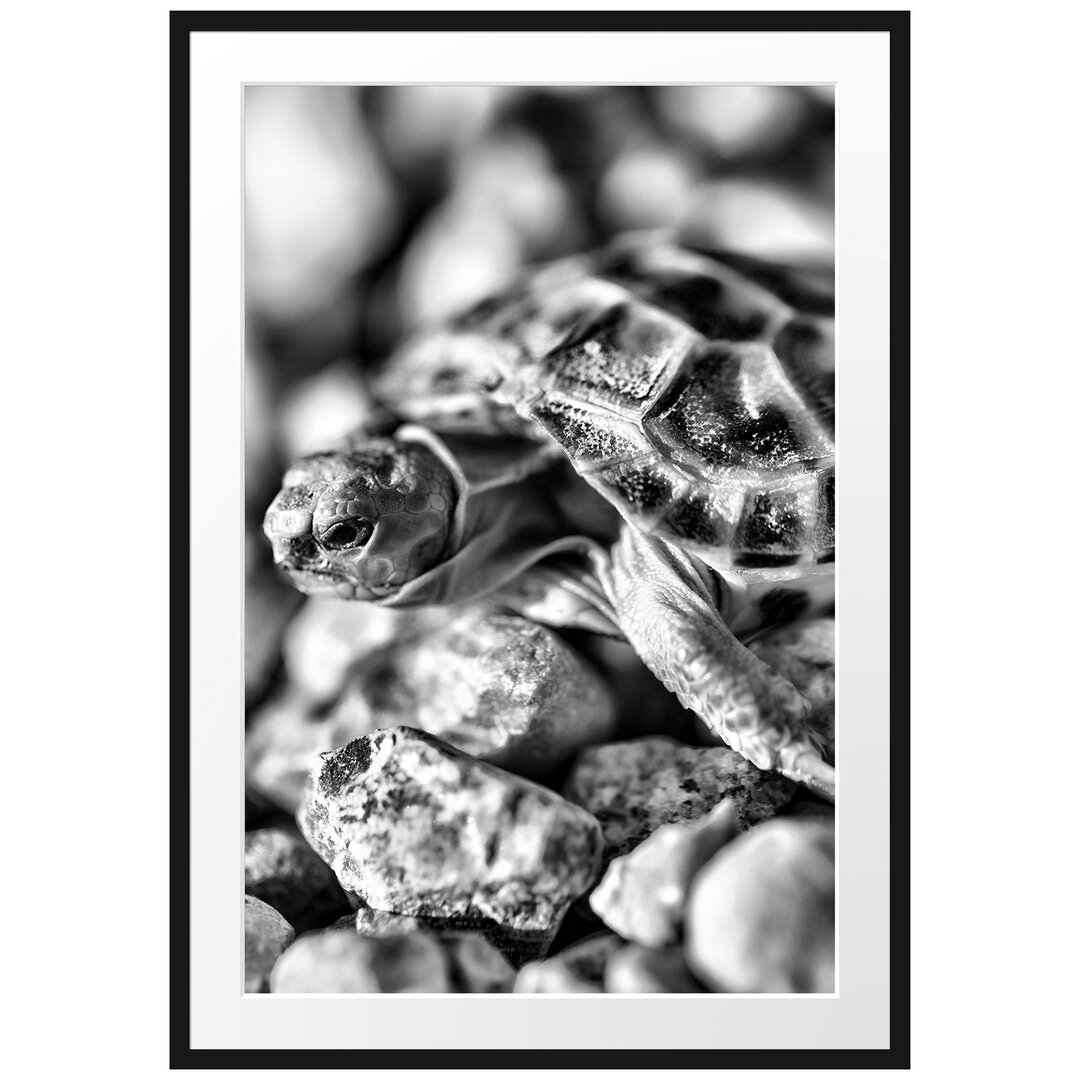 Gerahmtes Poster Kleine Schildkröte