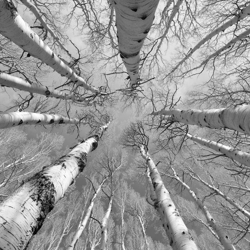Art mural sur toile Aspen Skyward, H 12 po x l 12 po