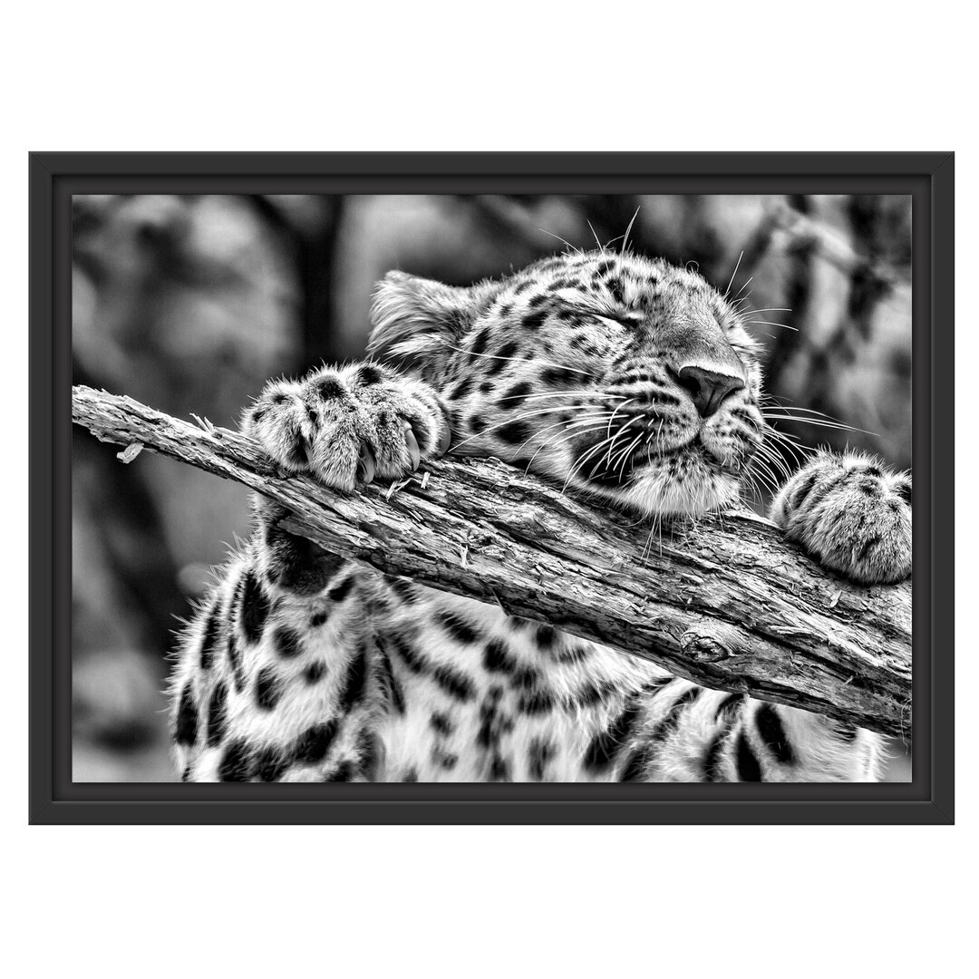 Gerahmtes Poster Playful Leopard