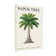 Plantes et fleurs Kapok Tree Botanical Illustration-1835124014-1835124013-1835124002