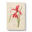 Amaryllis Flower - Wrapped Canvas-55368505