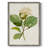 MagnoliaFlowersI Framed Print - Solid Wood 2774249-1377258204
