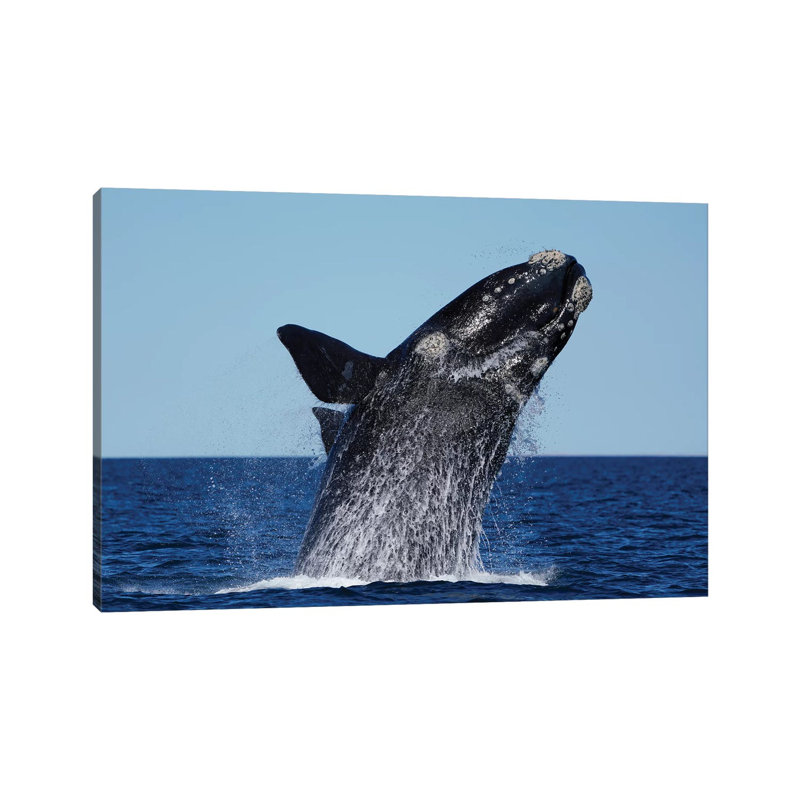 Southern Right Whale Breaching, Peninsula Valdez, Argentina by Hiroya Minakuchi - Wrapped Canvas Print