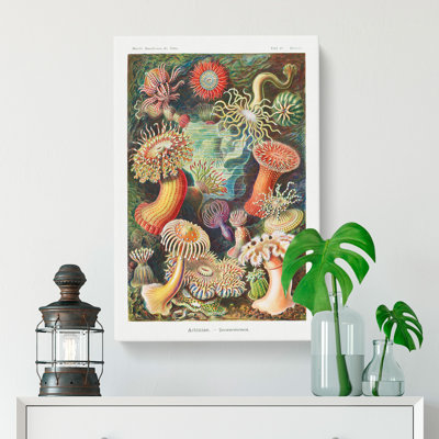 Sea Anemone Actiniae by Ernst Haeckel - Wrapped Canvas