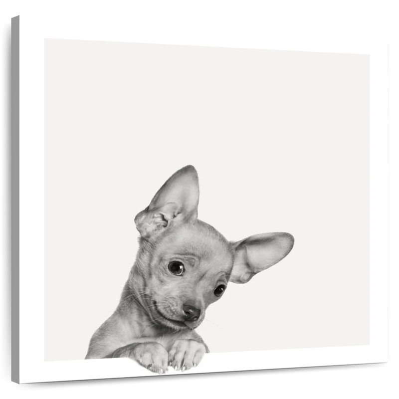 Chihuahua doux Brampt, H 30 po x l 30 po