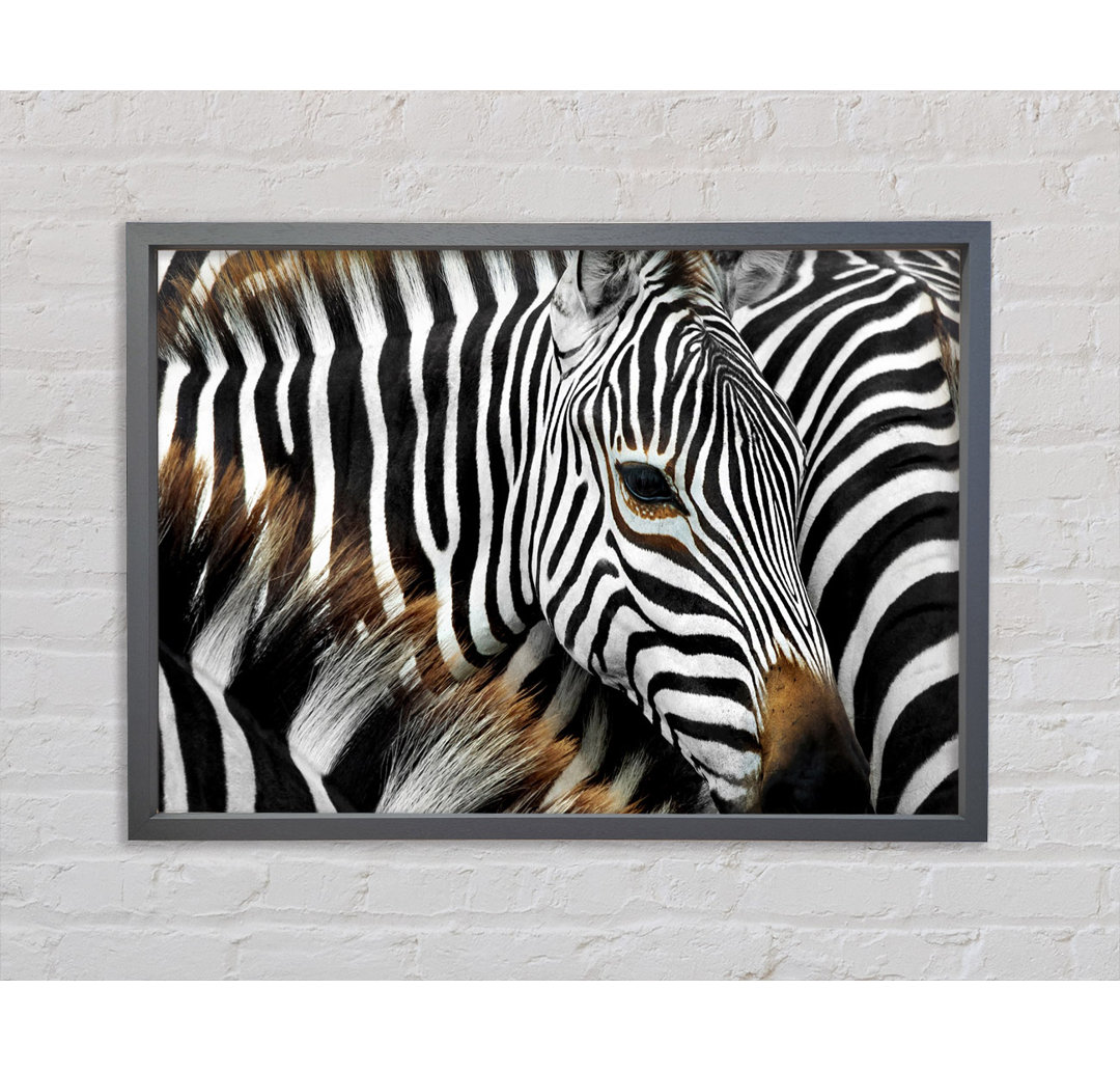 Zebra Huddle - Druck