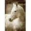 Reproduction de photo sur toile tendue-16739050