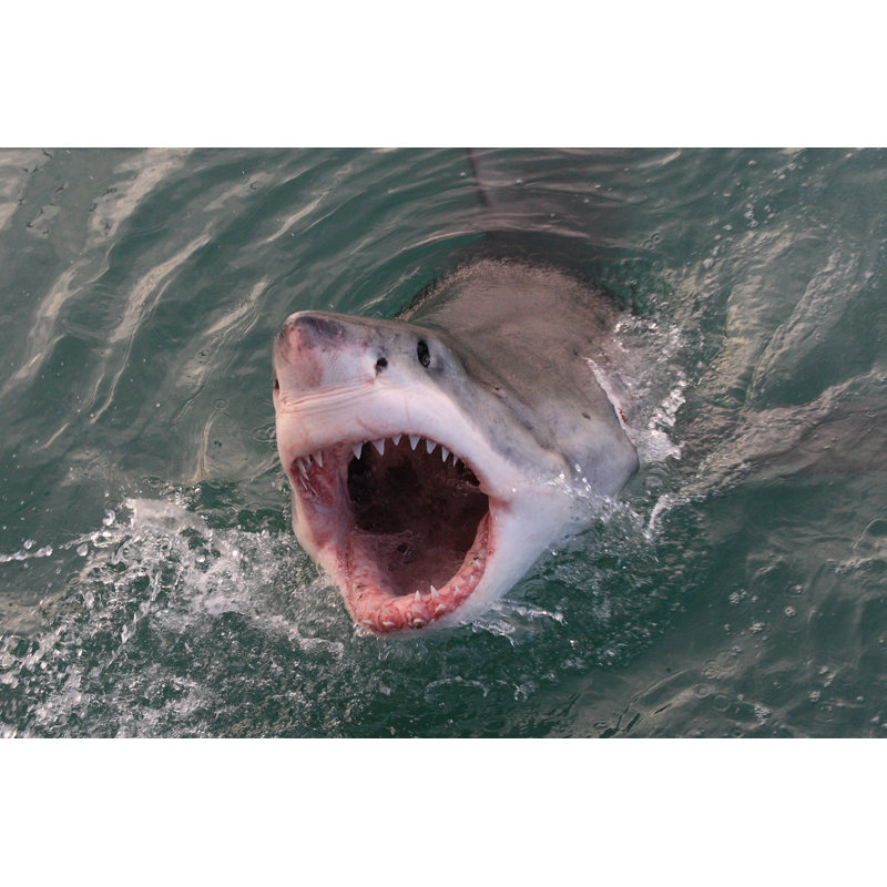 Grand requin blanc - photographie sur toile tendue, H 8 po x l 12 po