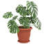  Plant Pots 24 Pcs Plastic-2132751926-2132751927