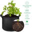 Tonecia Nursery Pot-955849022