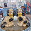 Porcelain Staffordshire Dog Figurines Pair-1729183289