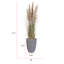 Plante 71,1 po