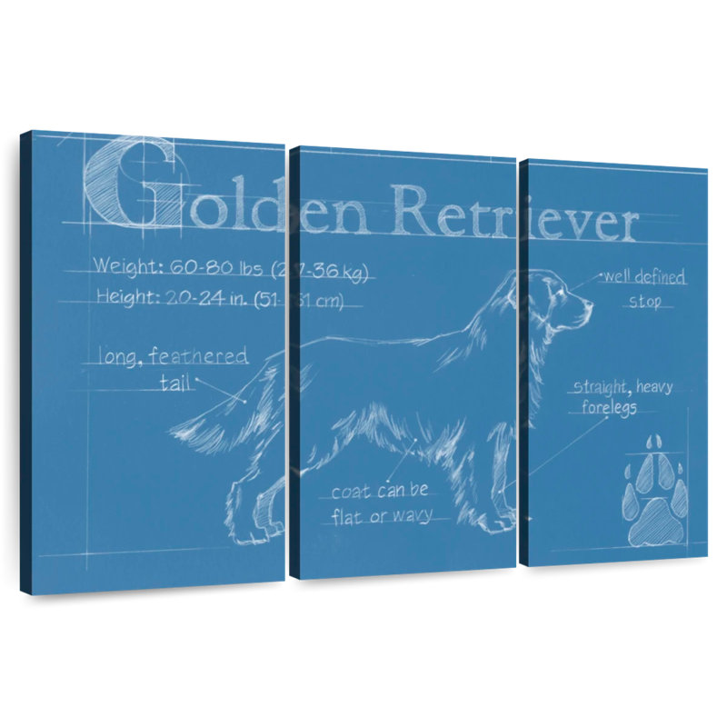 Golden retriever de Brampt, H 14 po x l 23 po