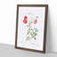 Red Roses by Pierre-Joseph Redoute - Picture Frame Painting Print-55598611-55598619