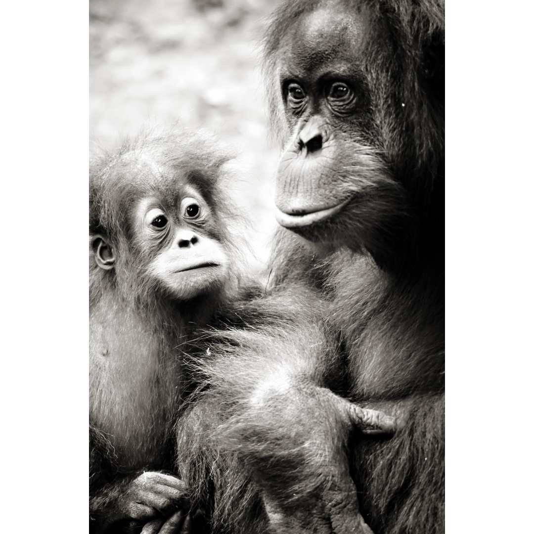 Orang-Utans von Yairleibo - Kunstdrucke auf Leinwand