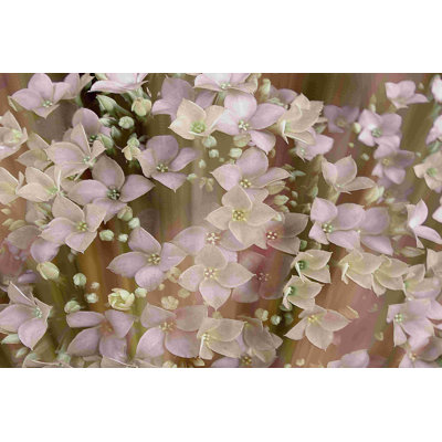 Floral doux II