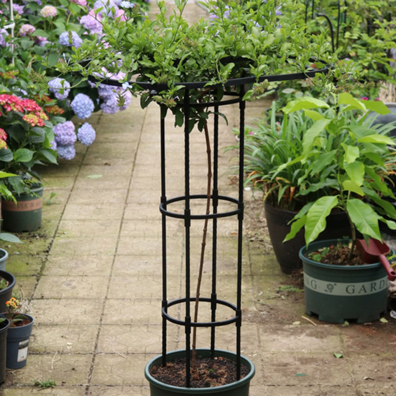 Cerellia 150cm H x 25cm W