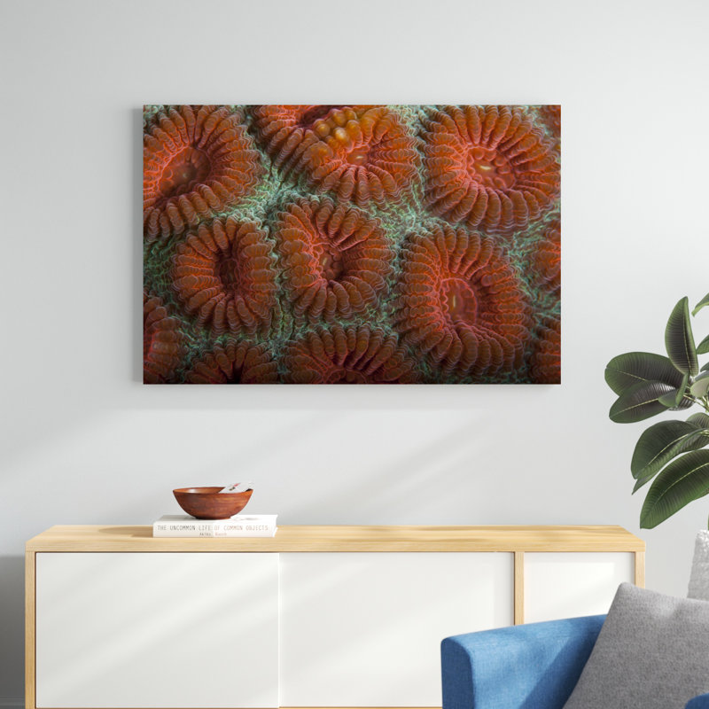 Orange Dream S. Raja Ampat, Indonésie par Beverly Factor - photographie sur toile tendue, H 32 po x l 48 po x P 1,25 po