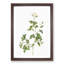Sweetbriar Rose in White by Pierre-Joseph Redoute - Picture Frame Art Prints-55616769-55616770