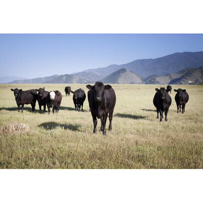 Cows in a Field by Bigdaddyrockstar