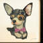 « chihuahua gros plan », impression