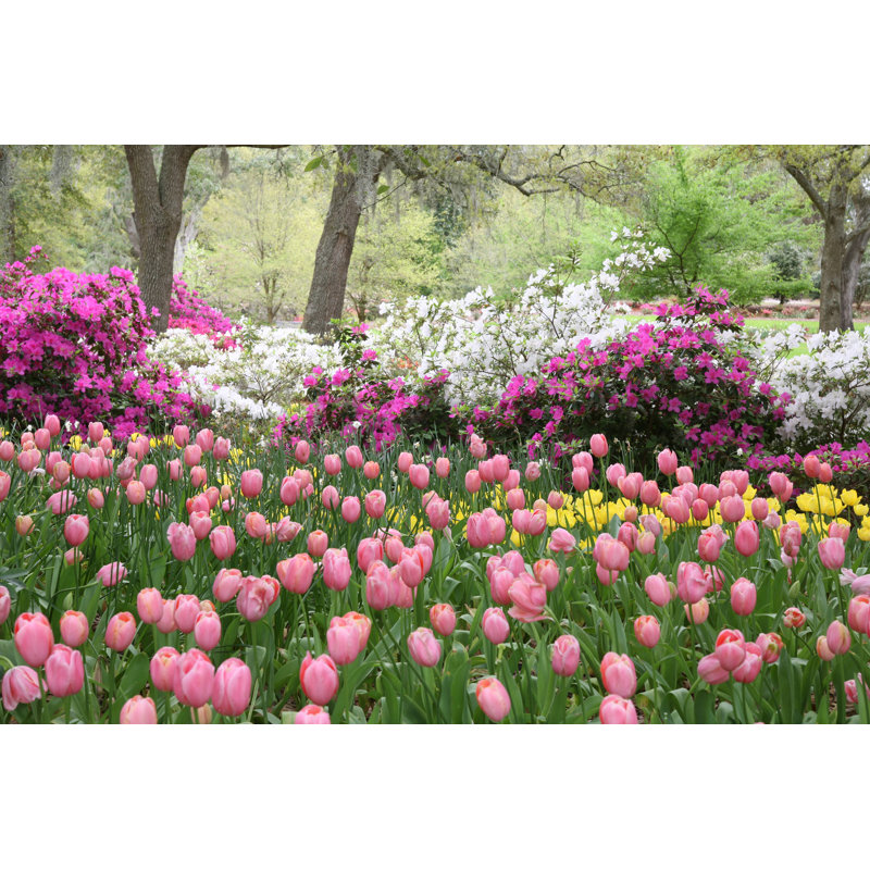 Jardin printanier en fleurs par Cjmckendry, H 12 po x l 18 po