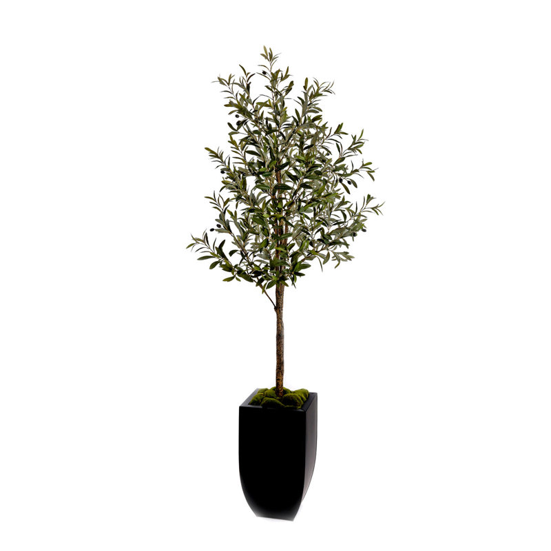80"H Olive Tree With Faux Moss In Black Tapered Tin Planter