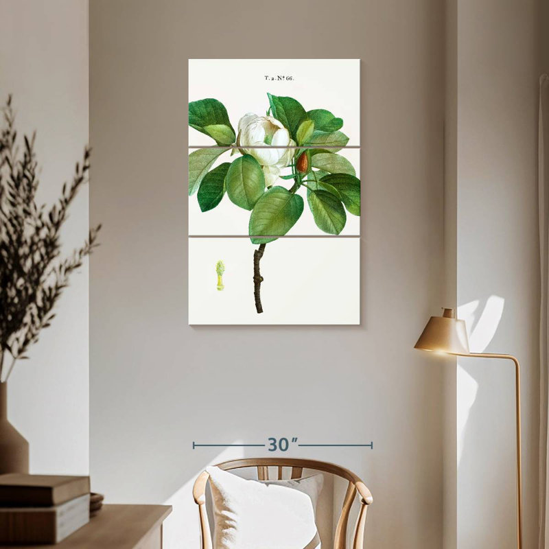 Harnek Magnolia Glauca, H 57 po x l 36 po