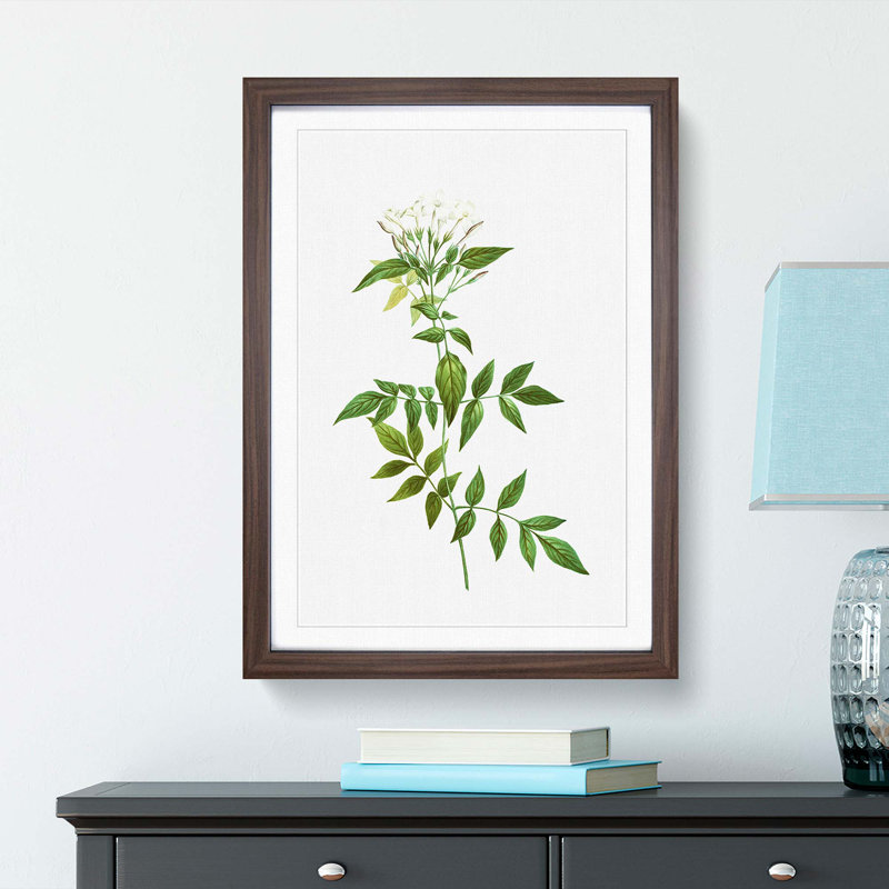 Jasmine Flowers by Pierre-Joseph Redoute - Picture Frame Graphic Art Print, Walnut Framed, 65cm H x 48cm W x 2cm D